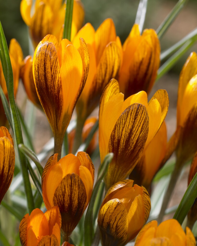 Krokus Orange Monarch 5/7 (10)