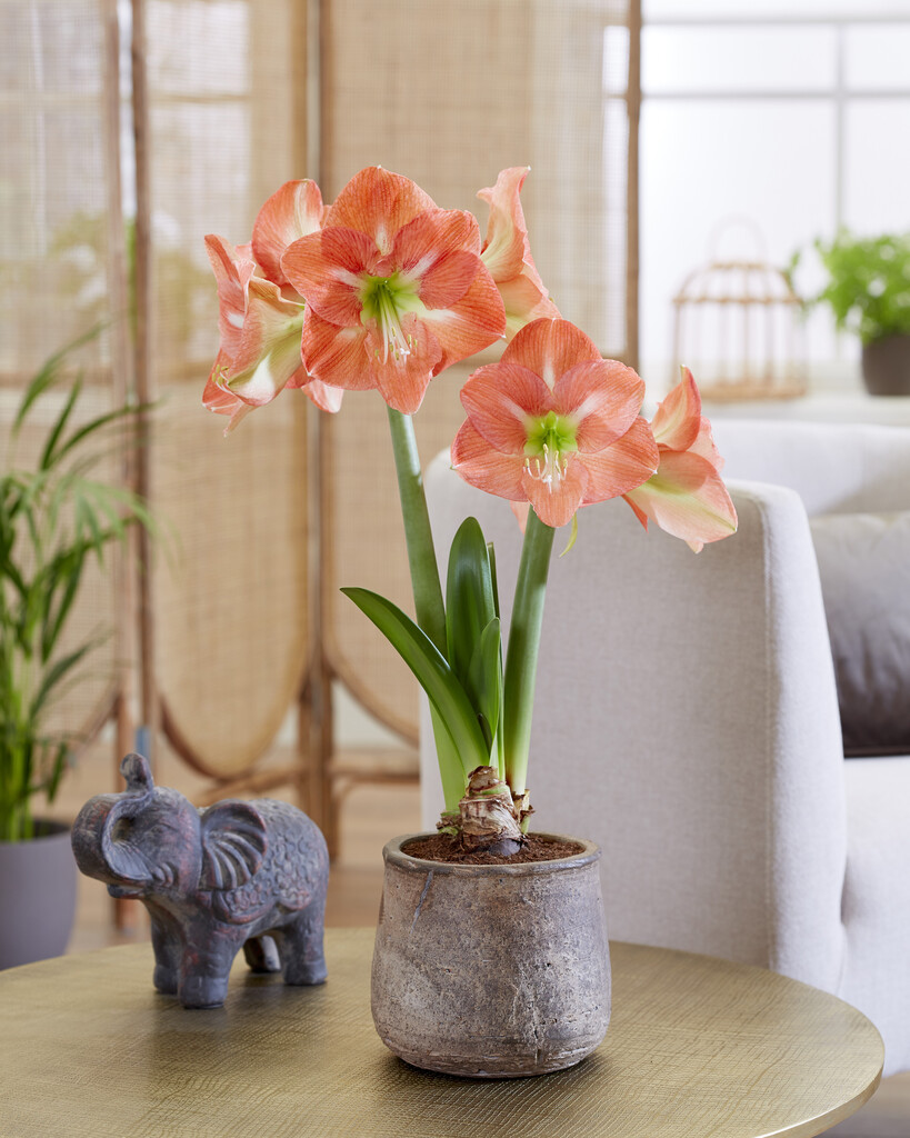 Amaryllis Nagano