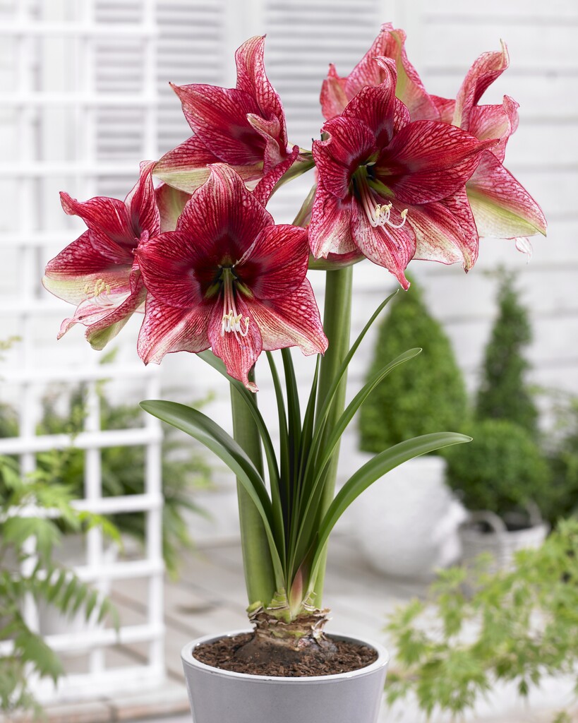Amaryllis Tosca