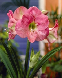 Amaryllis Susan