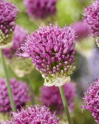 Allium Sphaerocephalon 5/6 (20)