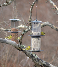 Fågelmatare frö Stylish svart 35cm