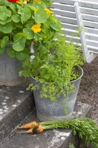 Morot, Sommar-, Oxheart v26