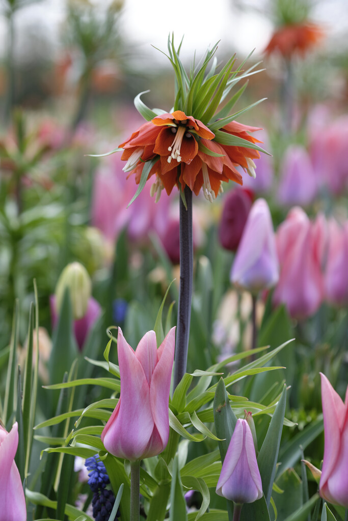 Fritillaria Aurora 24/26 (1)