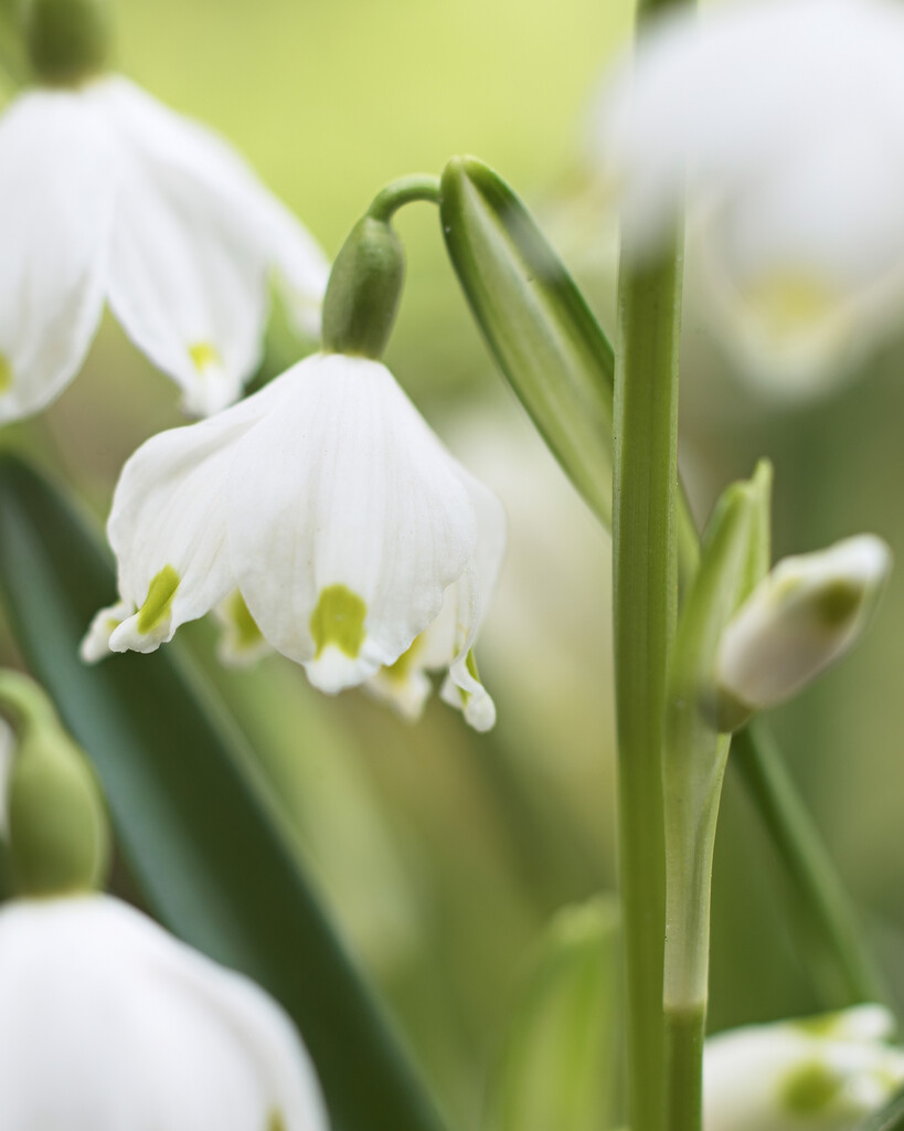 Leucojum Vernum I (5)