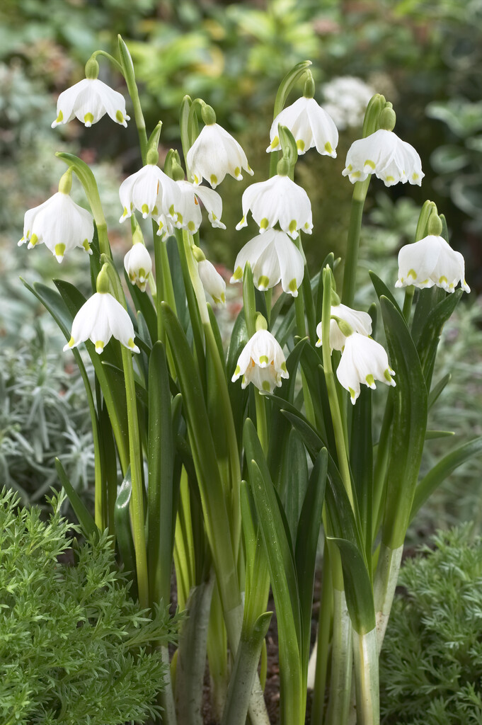 Leucojum Vernum I (5)