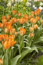 Tulpan Orange Emperor 12/+ (10)