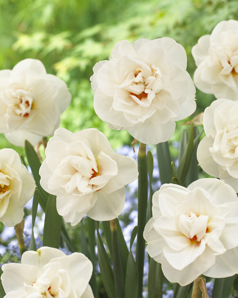 Narciss Albo Plenus  12/14 (5)