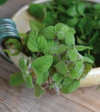 Citronmeliss, Mandarina, v26