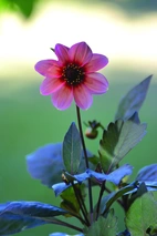 Dahlia enk Happy Single Kiss Aprikos 1st