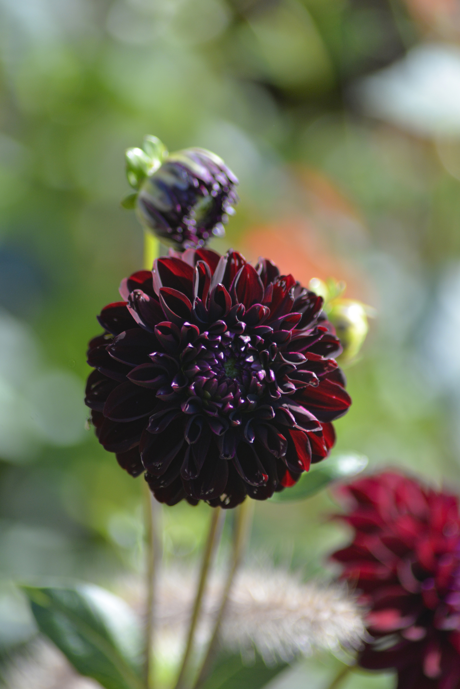 Dahlia Hög boll, La Recoleta, chocklad 1st