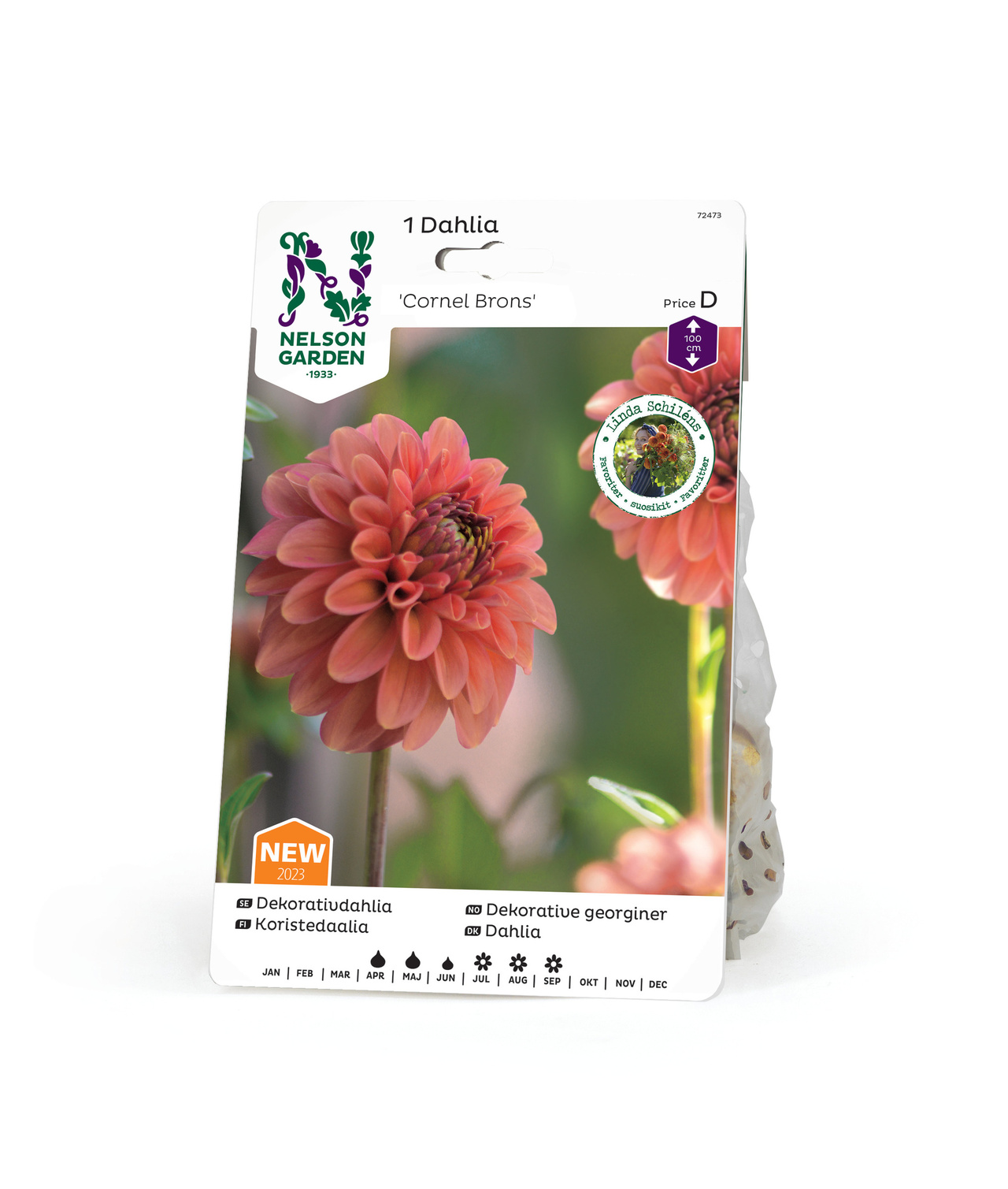 Dahlia Hög dek, Cornel Brons Apricot 1st
