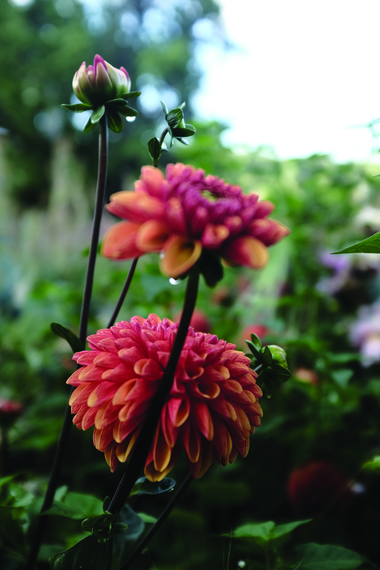Dahlia Hög dek, Cornel Brons Apricot 1st