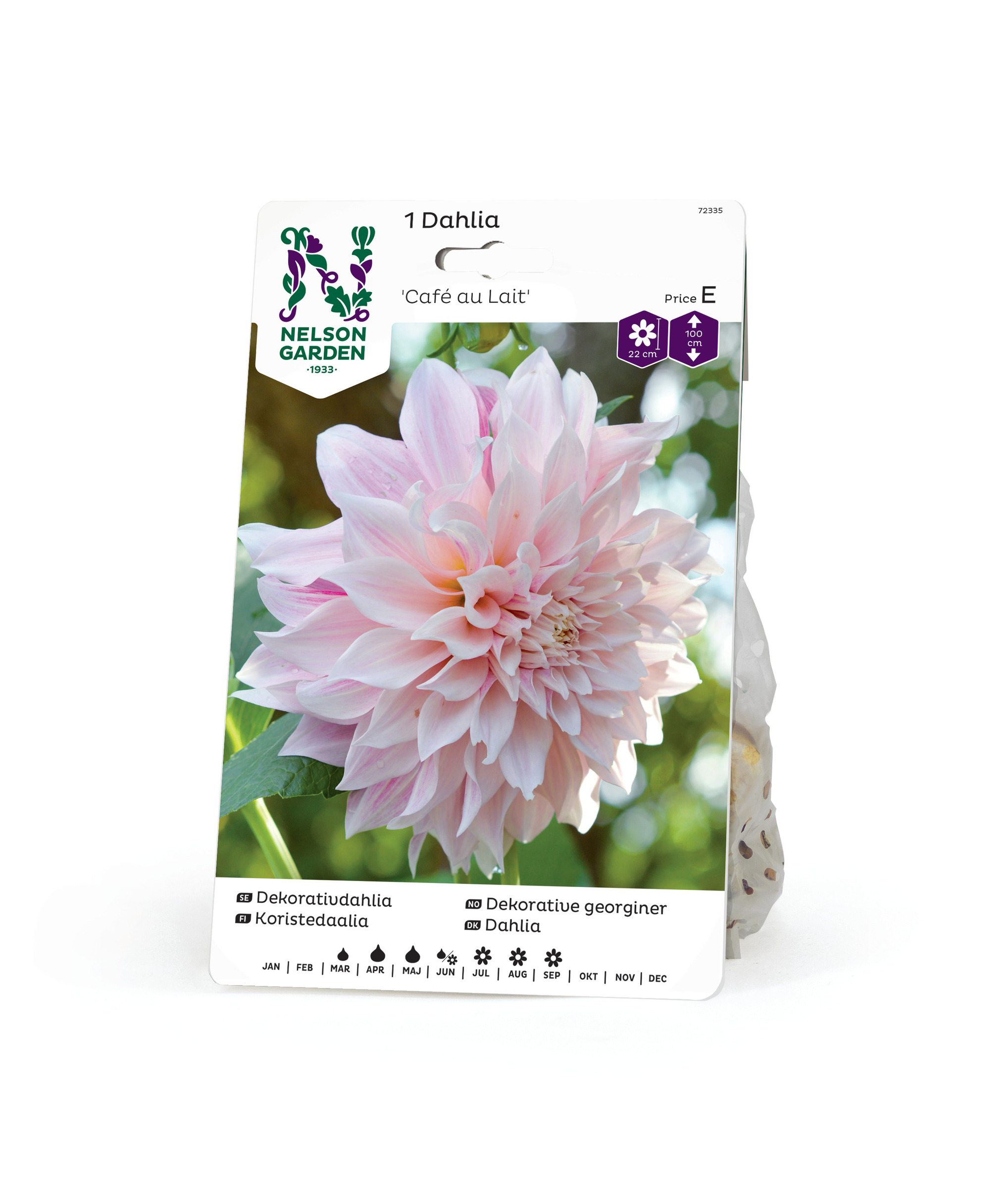 Dahlia Hög dek. Cafe au Lait, gräddrosa 1st