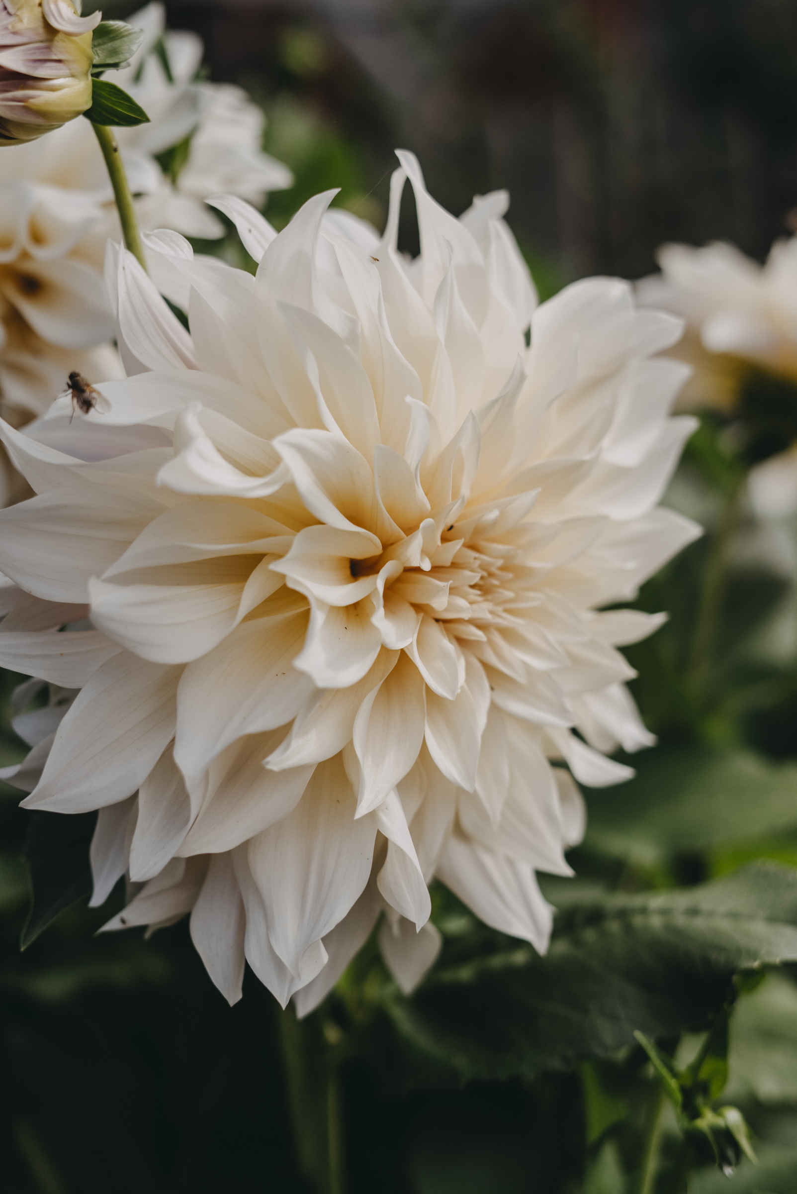 Dahlia Hög dek. Cafe au Lait, gräddrosa 1st