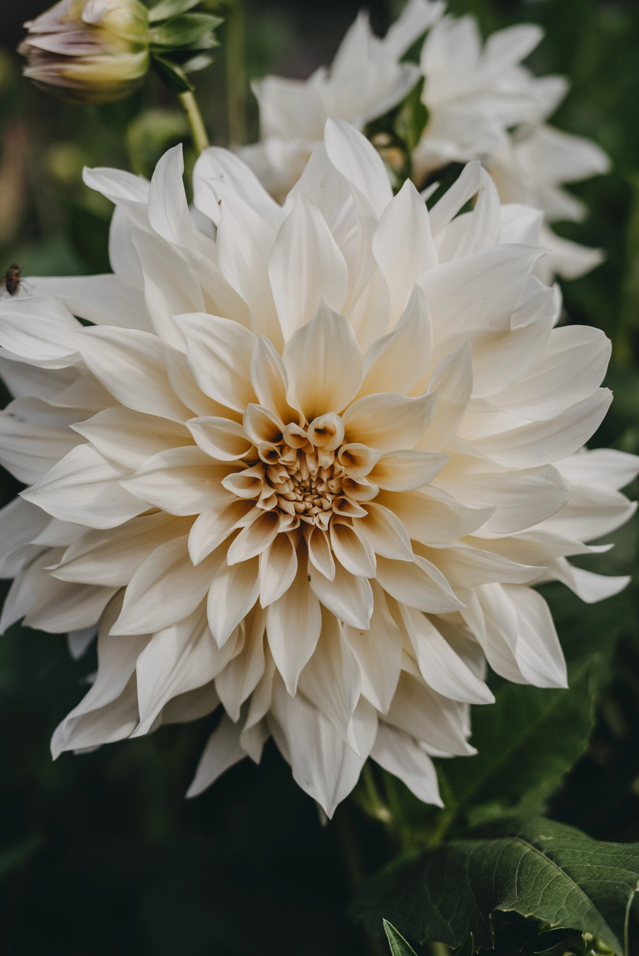 Dahlia Hög dek. Cafe au Lait, gräddrosa 1st