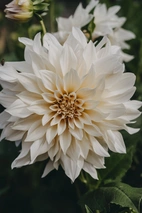 Dahlia Hög dek. Cafe au Lait, gräddrosa 1st