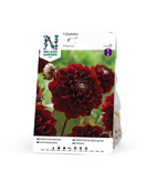 Dahlia Hög dek. Manoa röd 1st