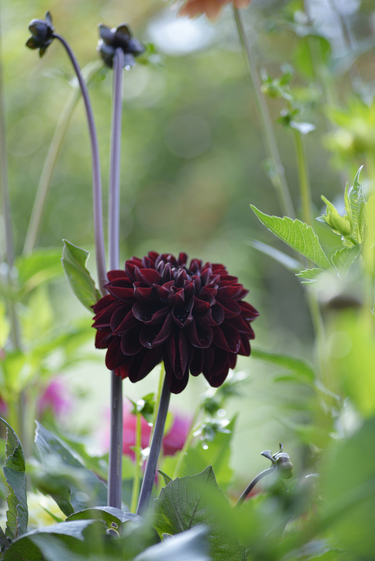 Dahlia Hög dek. Manoa röd 1st