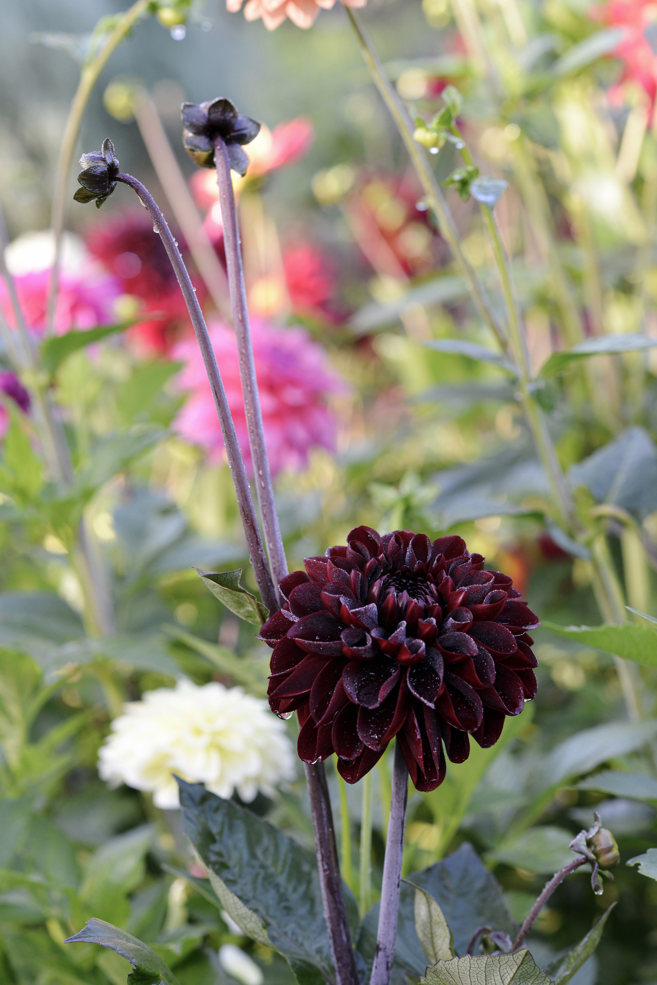 Dahlia Hög dek. Manoa röd 1st