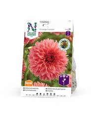 Dahlia Hög dek. Orange Fubuki 1st