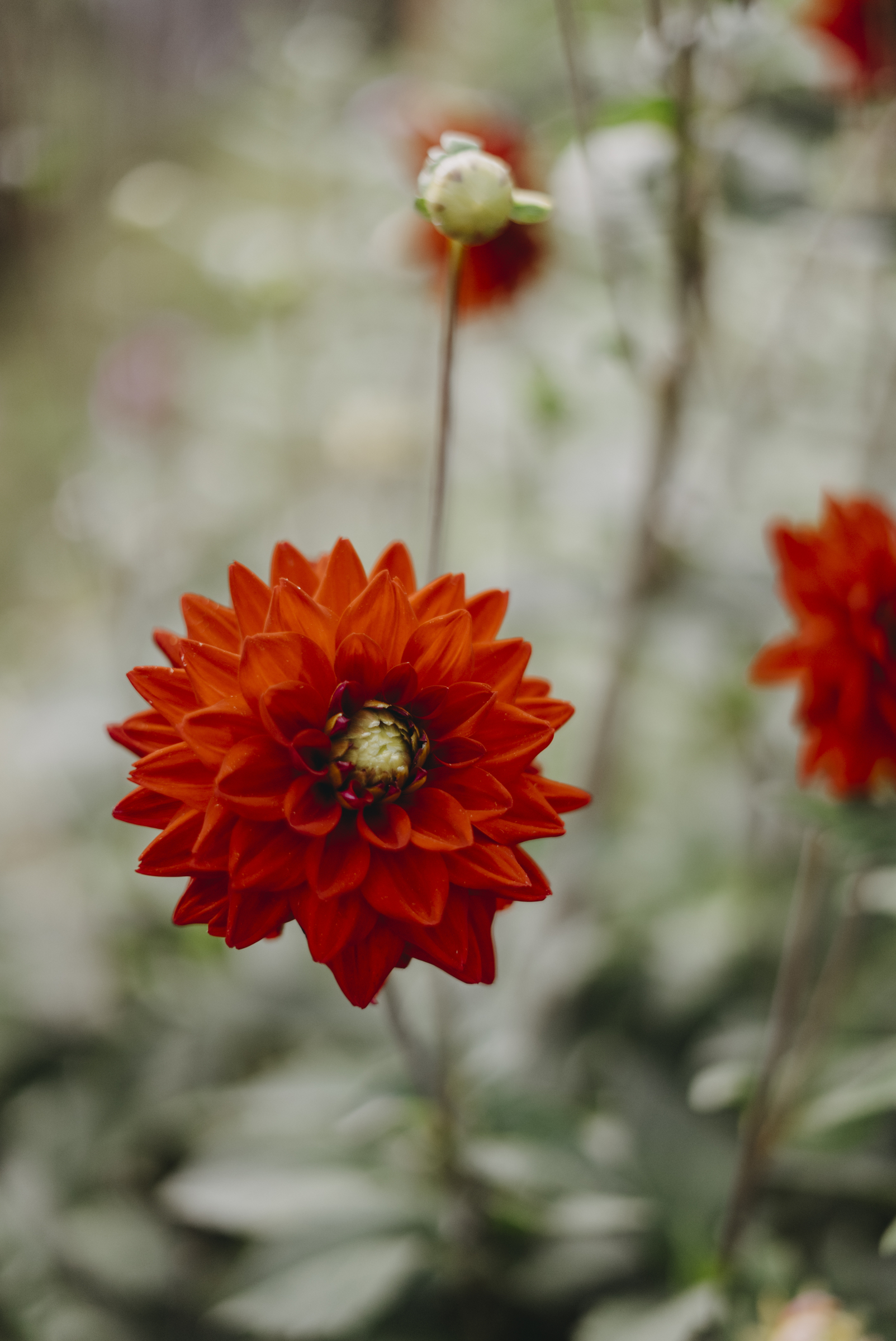 Dahlia Hög dek. Red Silence, röd 1st