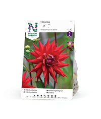 Dahlia Hög kak, Wittemans Best röd 1st