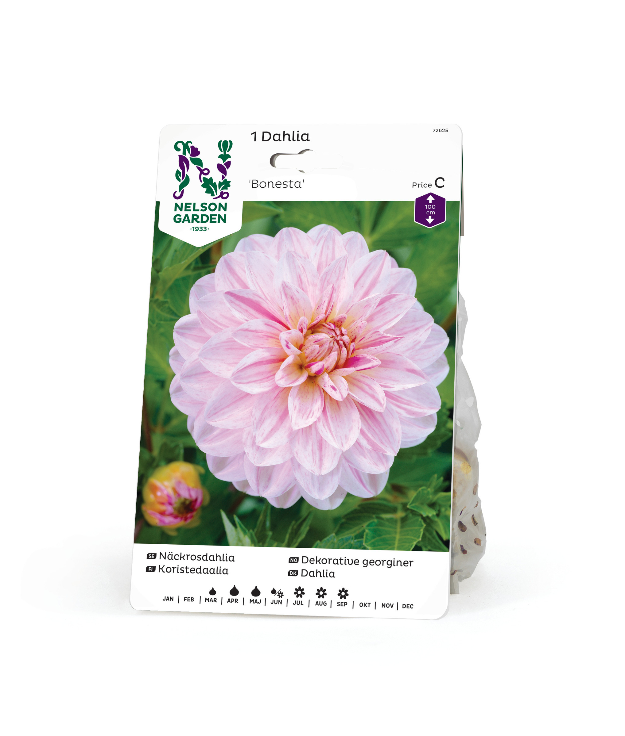 Dahlia Hög näckros, Bonesta, rosa 1st