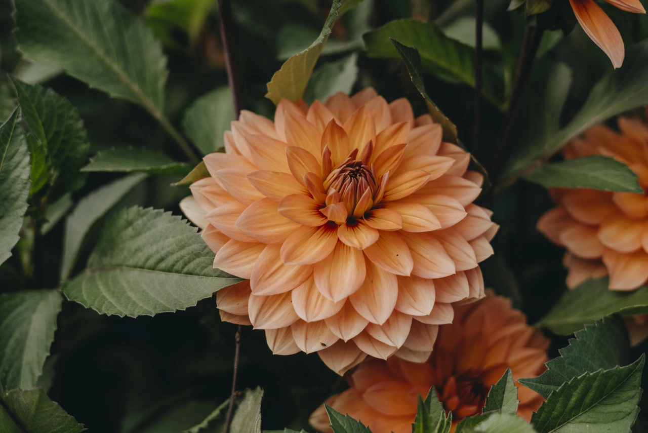 Dahlia Hög Näckros, Nicholas, Orange 1st