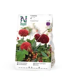 Dahlia Hög pompon, Copperboy 1st