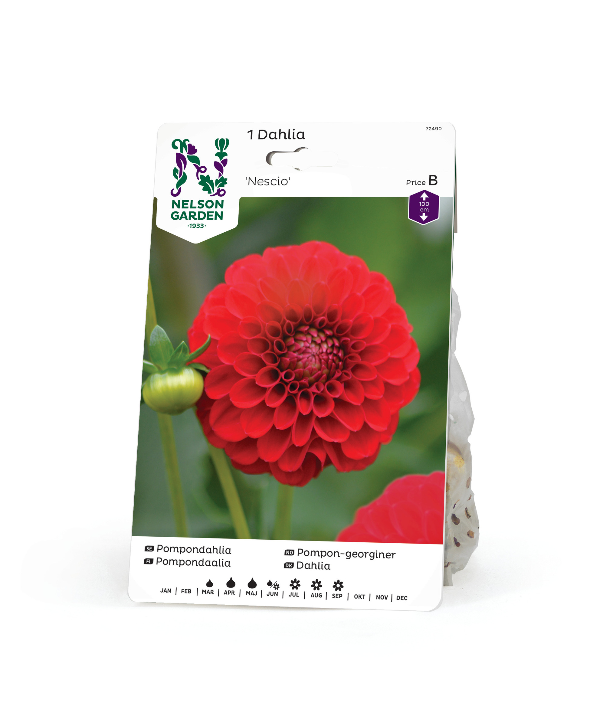 Dahlia Hög pompon, Nescio, röd 1st