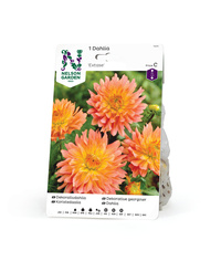 Dahlia Låg dek. Extase, rosagul 1st