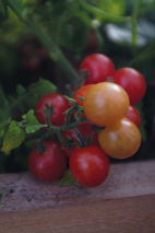 Tomat, Kruk-, Veranda Red F1