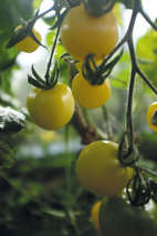 Tomat, Hög, White Cherry