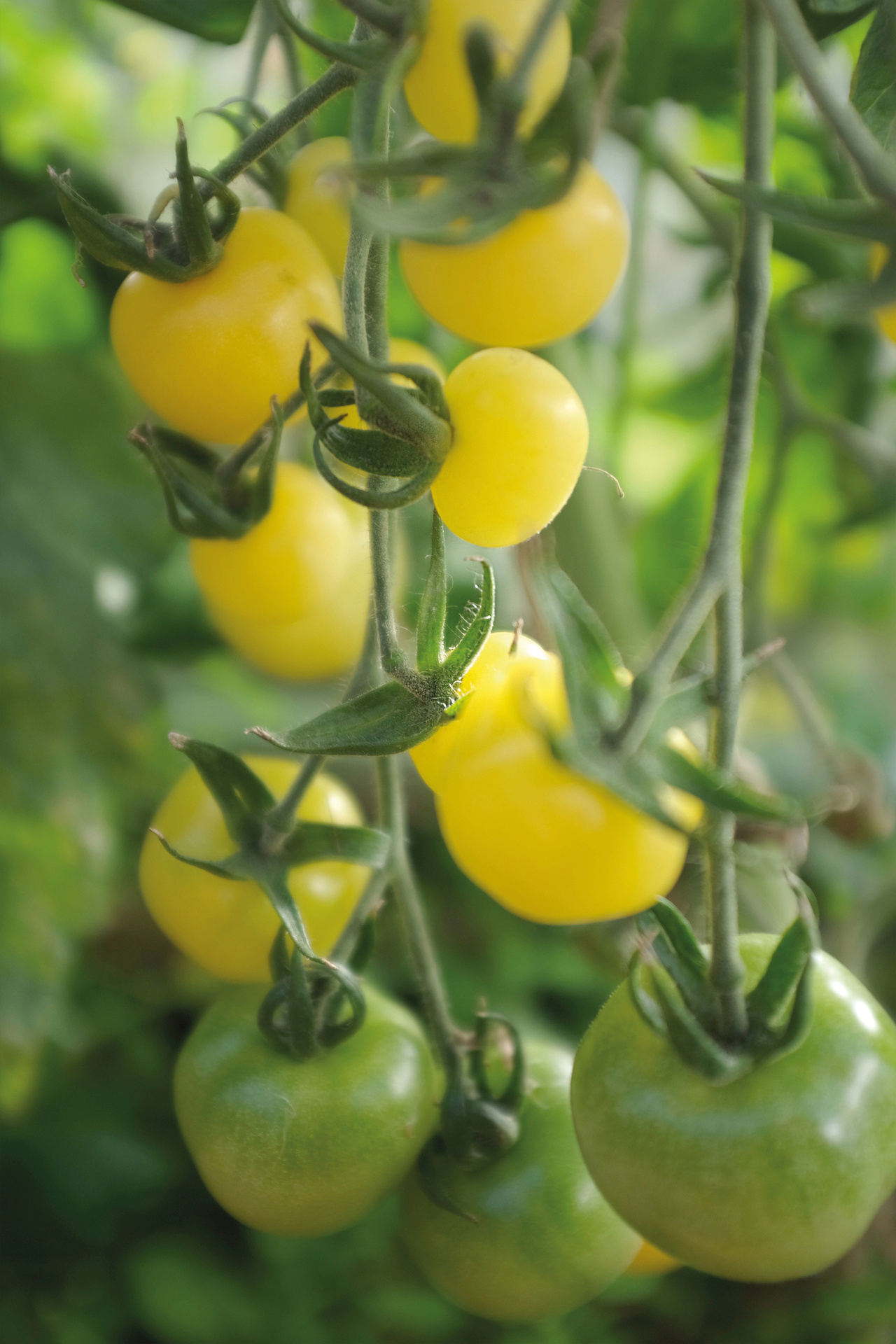 Tomat, Hög, White Cherry