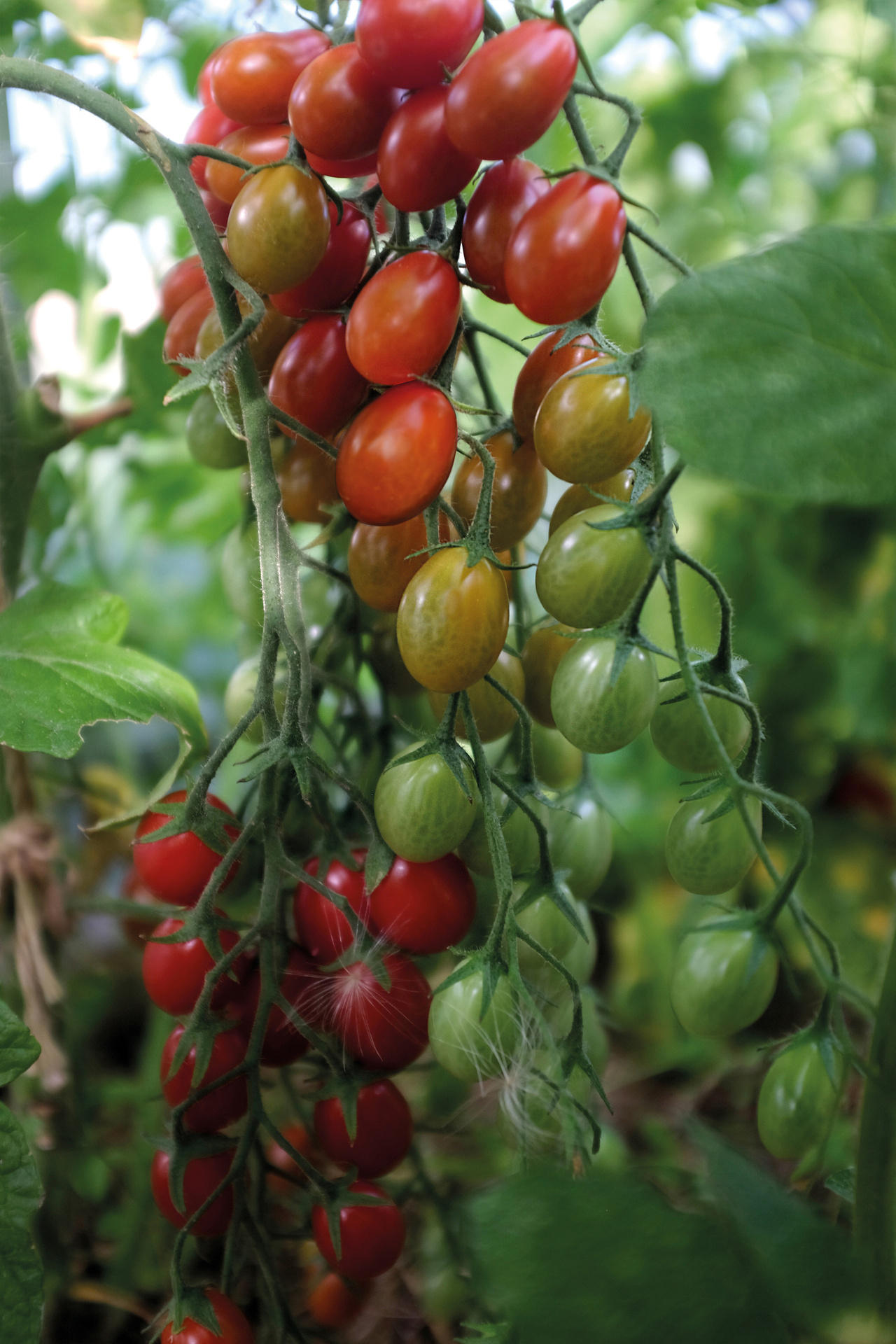 Tomat, Hög, Petita, Organic