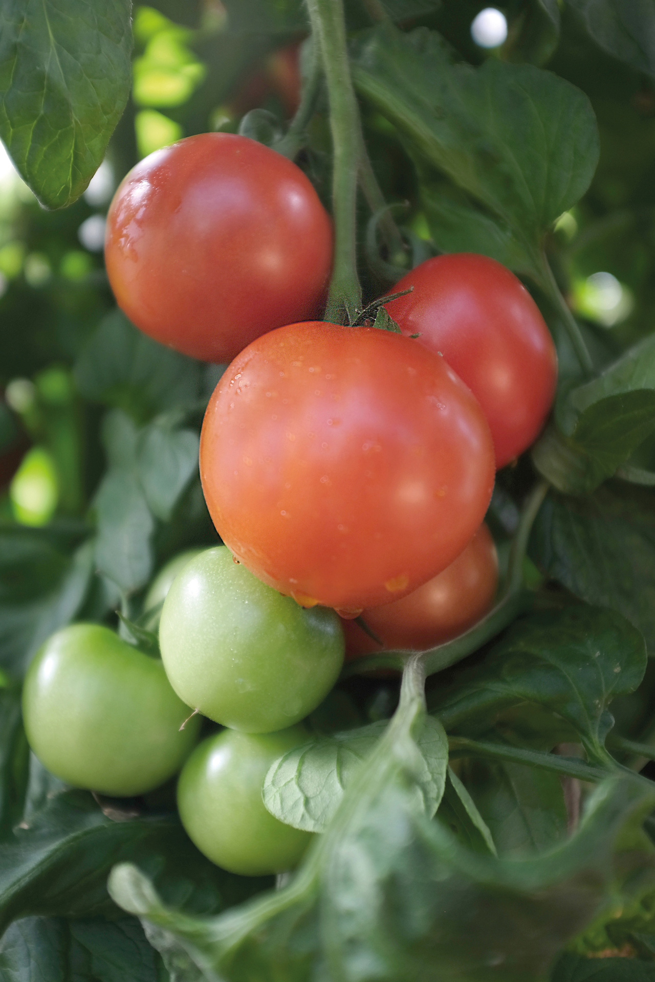 Tomat, Hög, Matina, Organic
