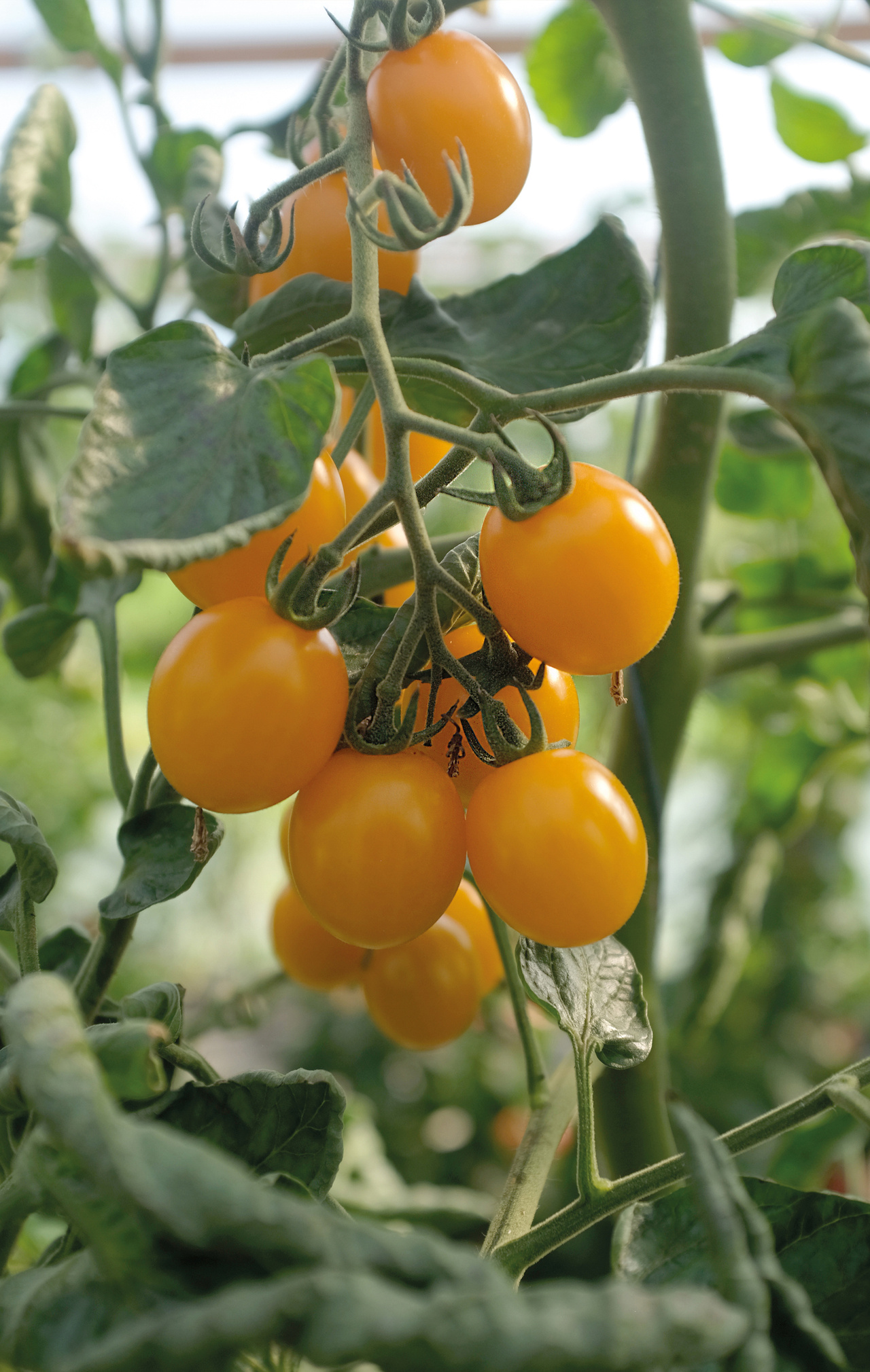 Tomat, Hög, Golden Pearl F1