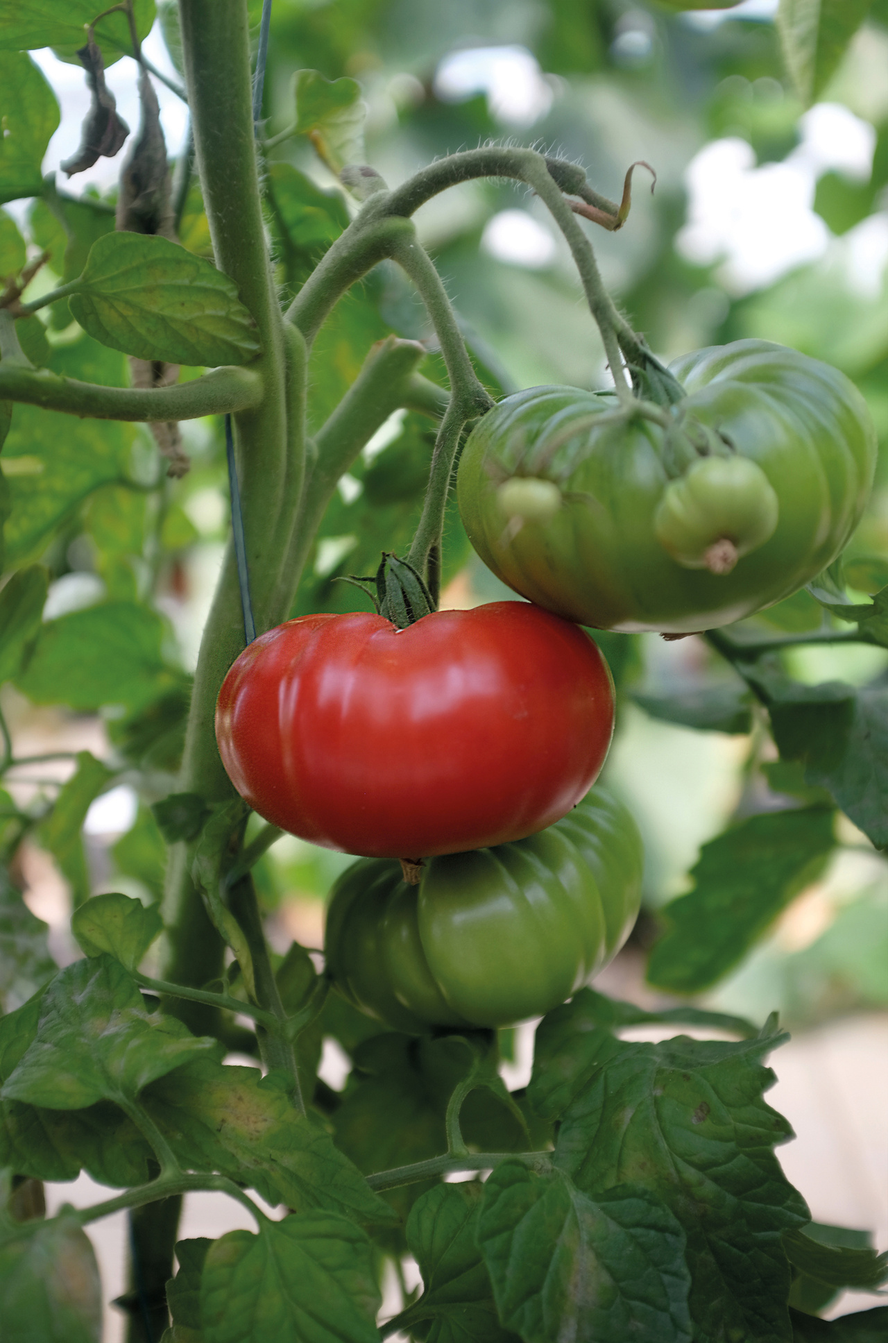 Tomat, Hög, Delicious