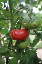 Tomat, Hög, Delicious