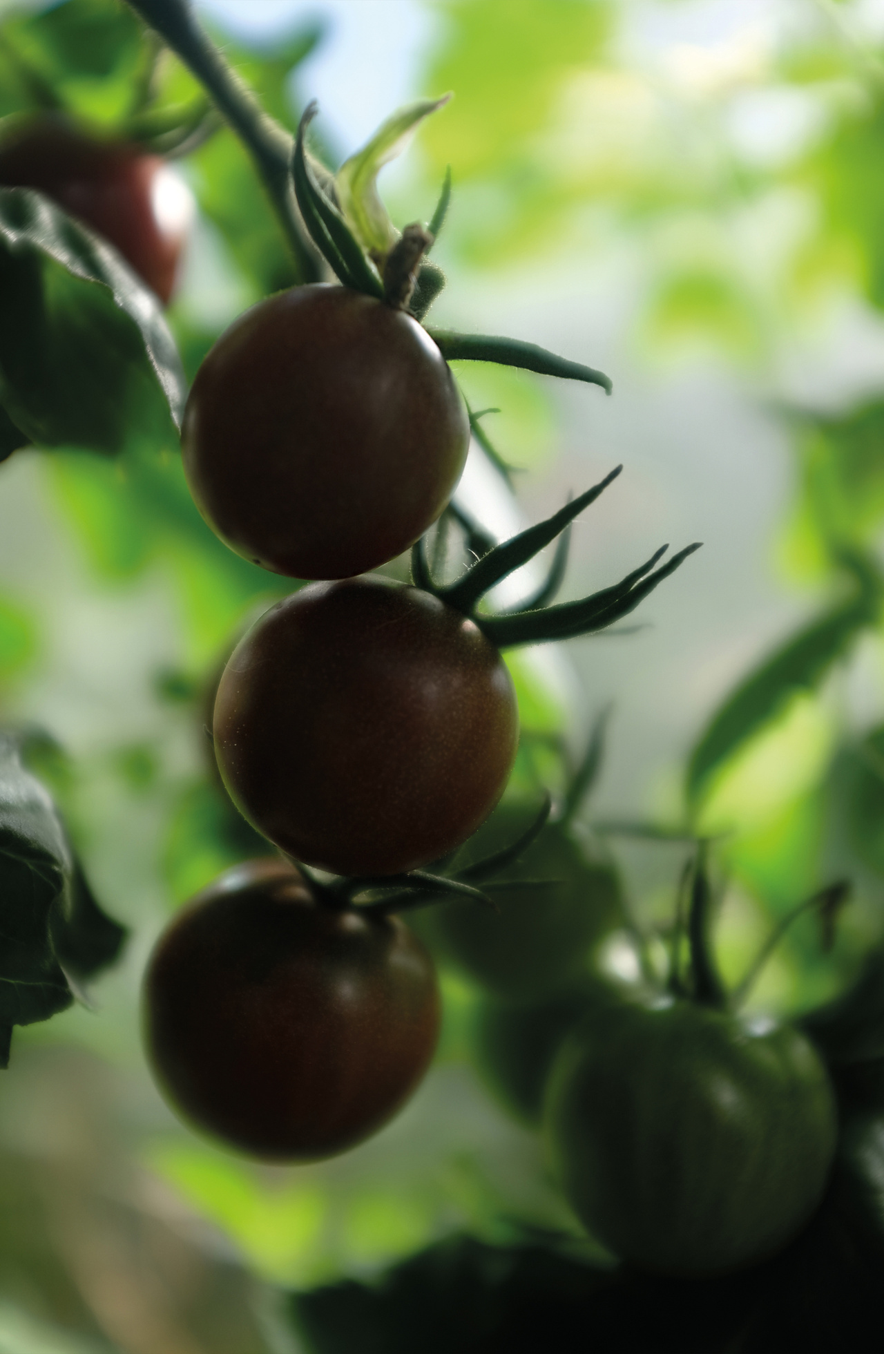 Tomat, Hög, Black Cherry, Organic