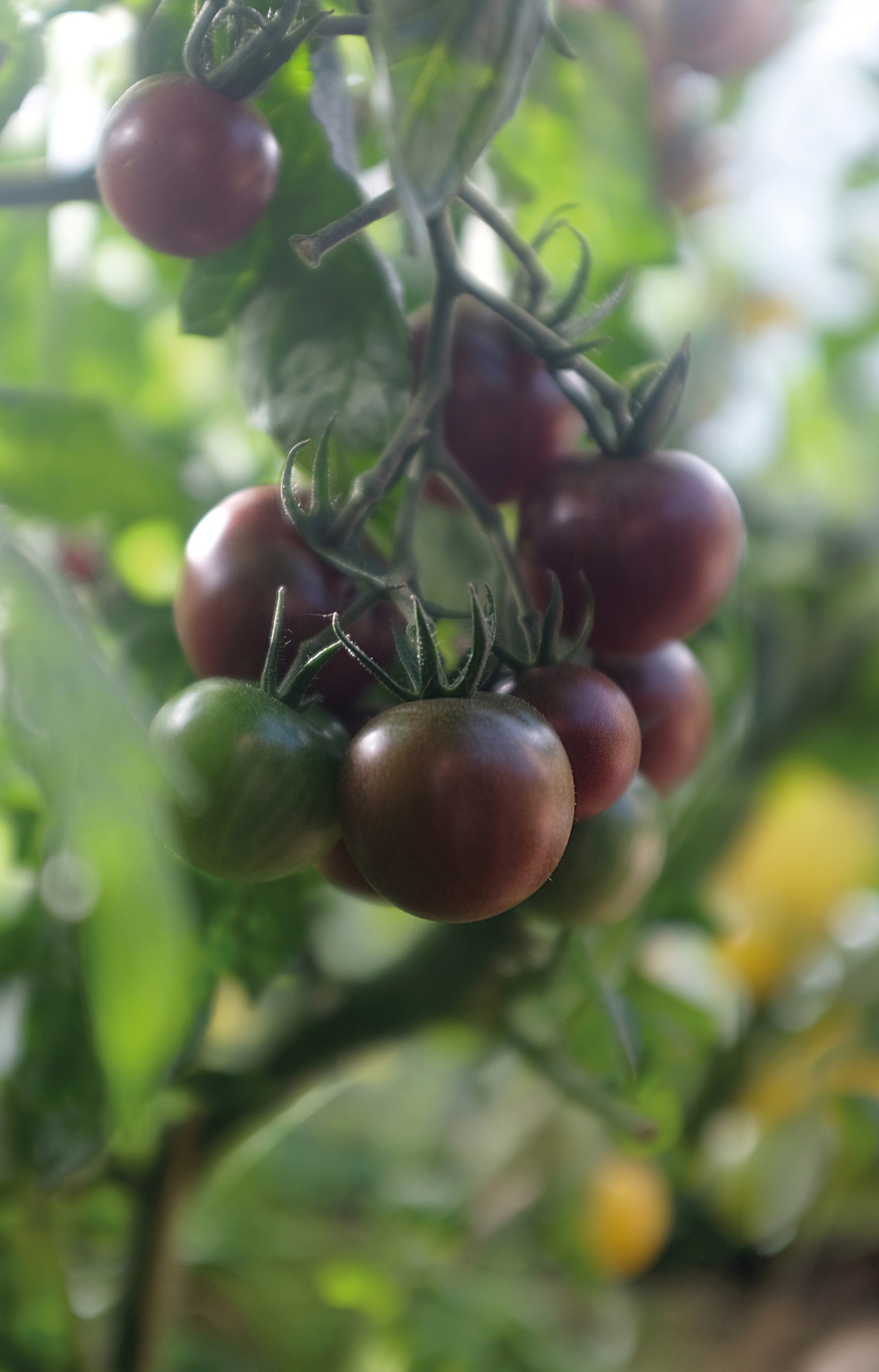 Tomat, Hög, Black Cherry, Organic