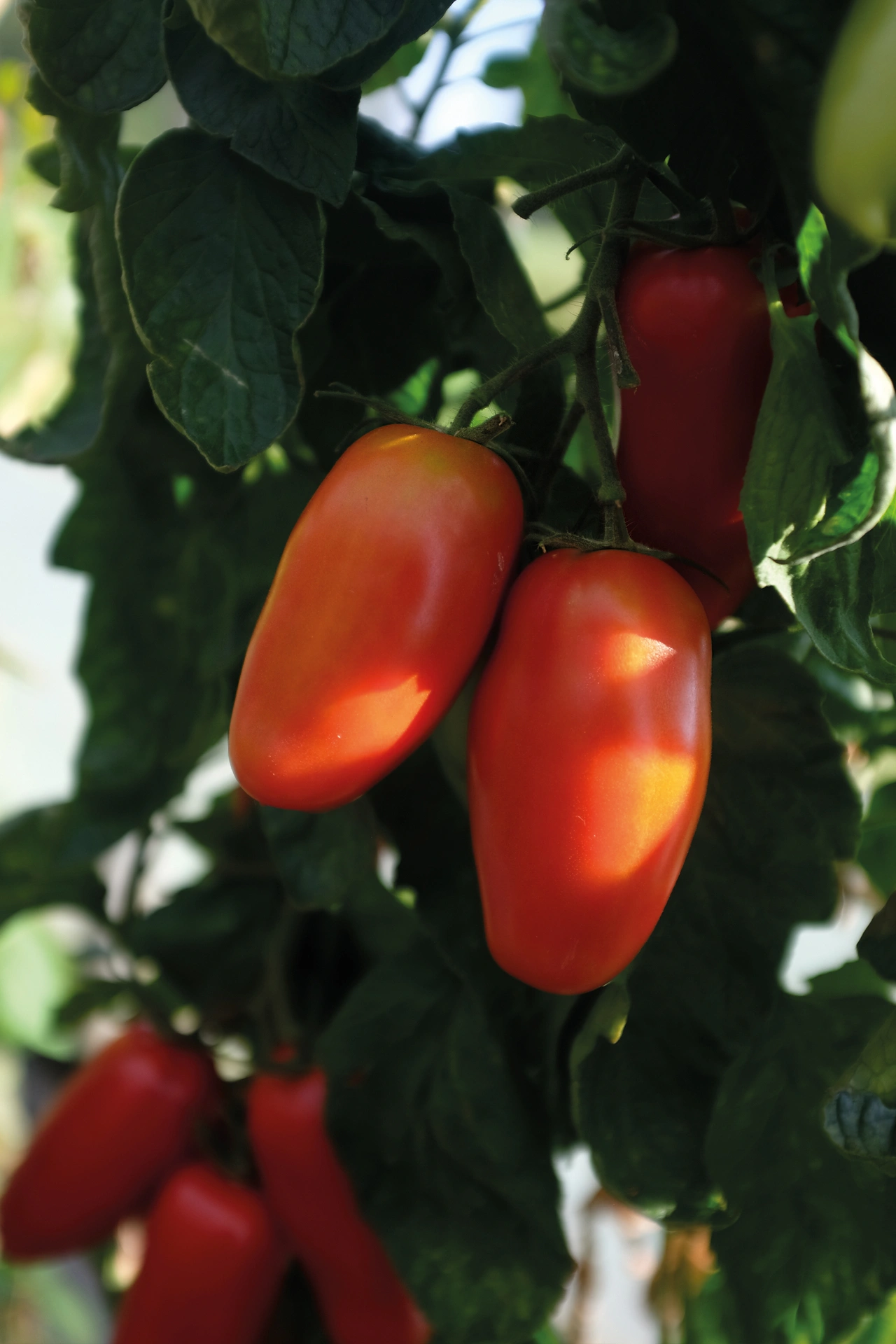 Tomat, Hög, Agro F1, Organic, v16