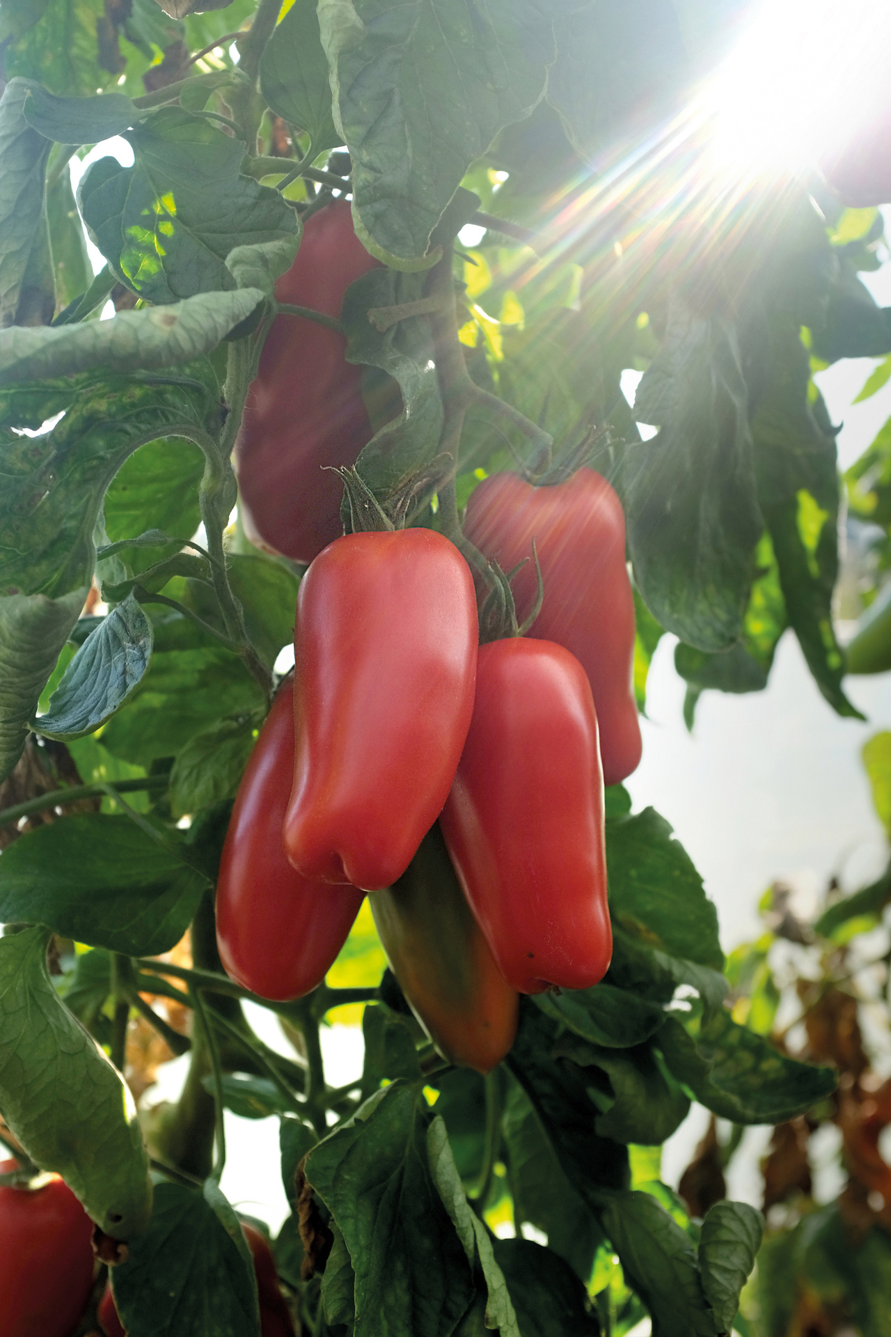 Tomat, Hög, Agro F1, Organic
