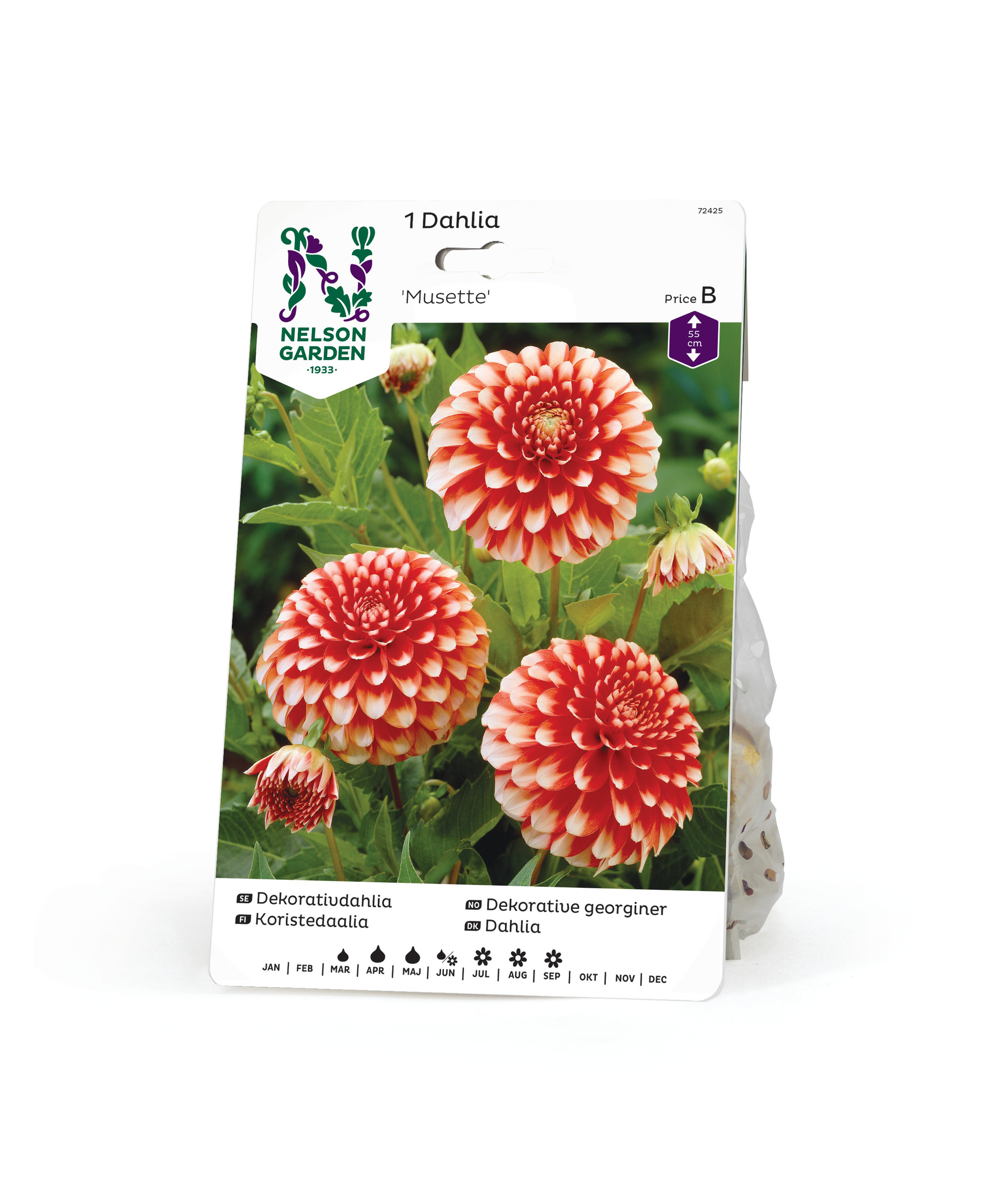 Dahlia Låg dek. Musette, röd m vit spets 1st