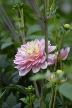 Dahlia Låg näckros, Pink Magic 1st