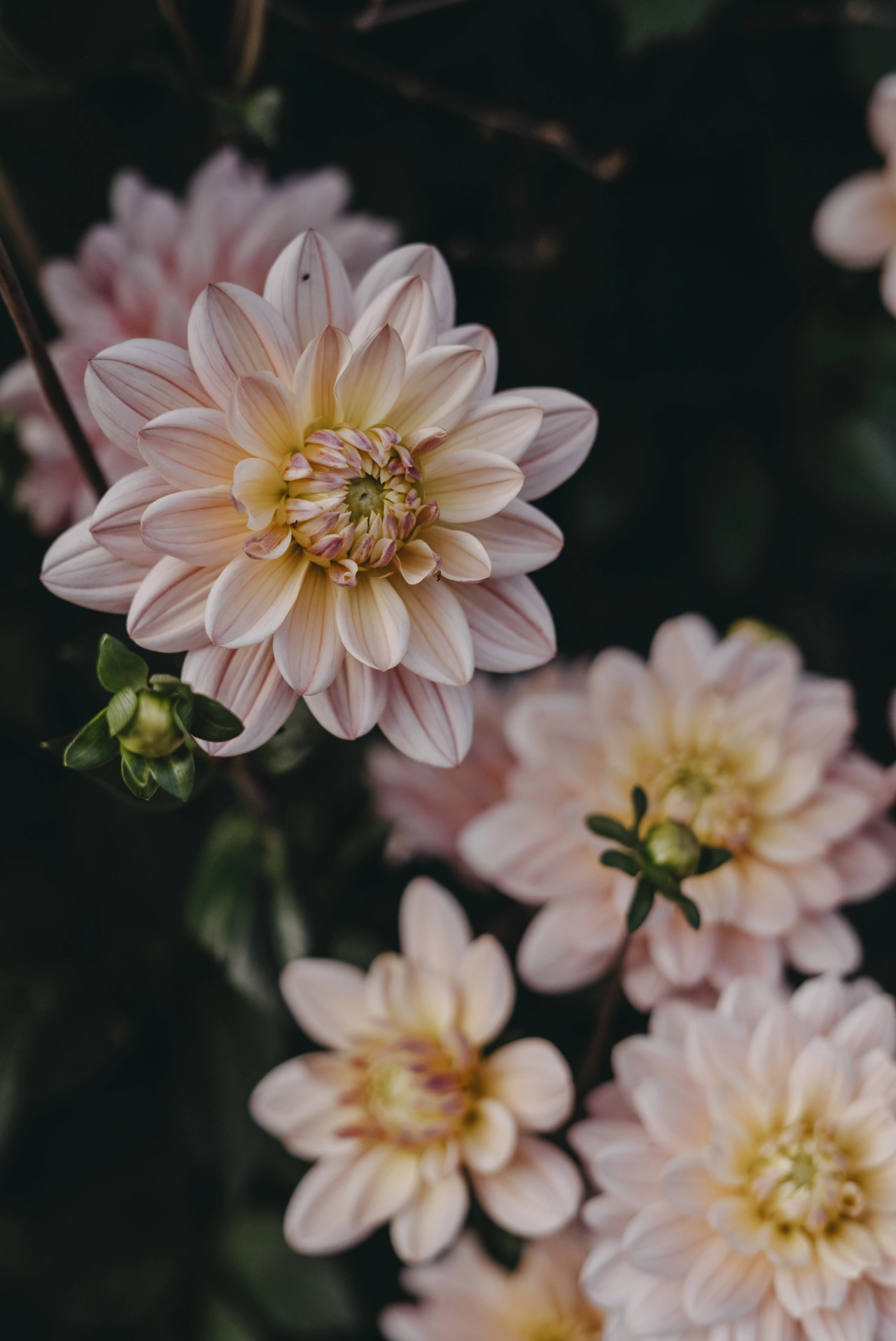 Dahlia Låg näckros, Pink Magic 1st