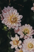 Dahlia Låg näckros, Pink Magic 1st