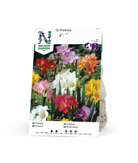 Freesia, Enkel, bland. färger 12st
