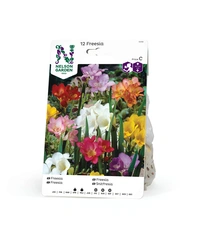 Freesia, Enkel, bland. färger 12st